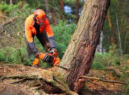 Reliable Searcy, AR Tree Services Solutions