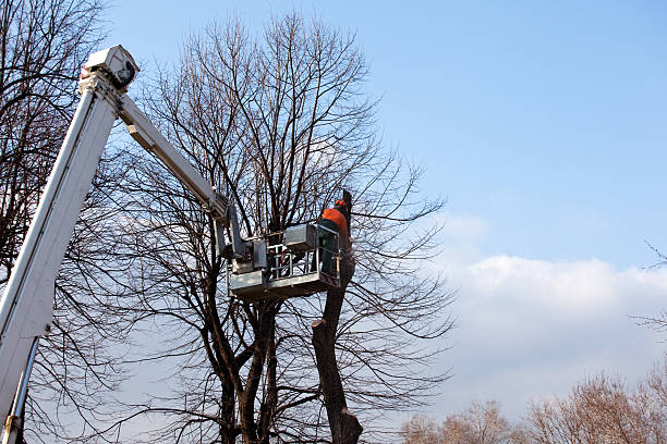 Mulching Services in Searcy, AR